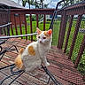 cat, orange_and_white_cat, outdoor, deck, metal_chair, wooden_deck, green_grass, trees, cloudy_sky, pet, animal, feline, sitting, nature, daylight, garden, railing, house, relaxing, quiet