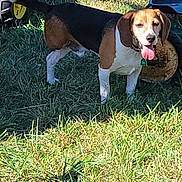 River is registered to the contest to win money with this photo: beagle, dog, grass, outdoor, sunlight, pet, animal, tongue_out, toy, playful, greenery, canine, mammal, summer, daylight, nature, field, young_dog, happy, domestic_animal