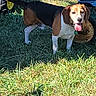 beagle, dog, grass, outdoor, sunlight, pet, animal, tongue_out, toy, playful, greenery, canine, mammal, summer, daylight, nature, field, young_dog, happy, domestic_animal
