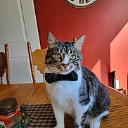 Sweets is registered to the contest to win money with this photo: cat, tabby_cat, bow_tie, wooden_table, dining_room, green_eyes, indoor, chair, decor, red_wall, plaid_tablecloth, candle, plant, pet, animal, feline, domestic_cat, portrait, sitting, cute