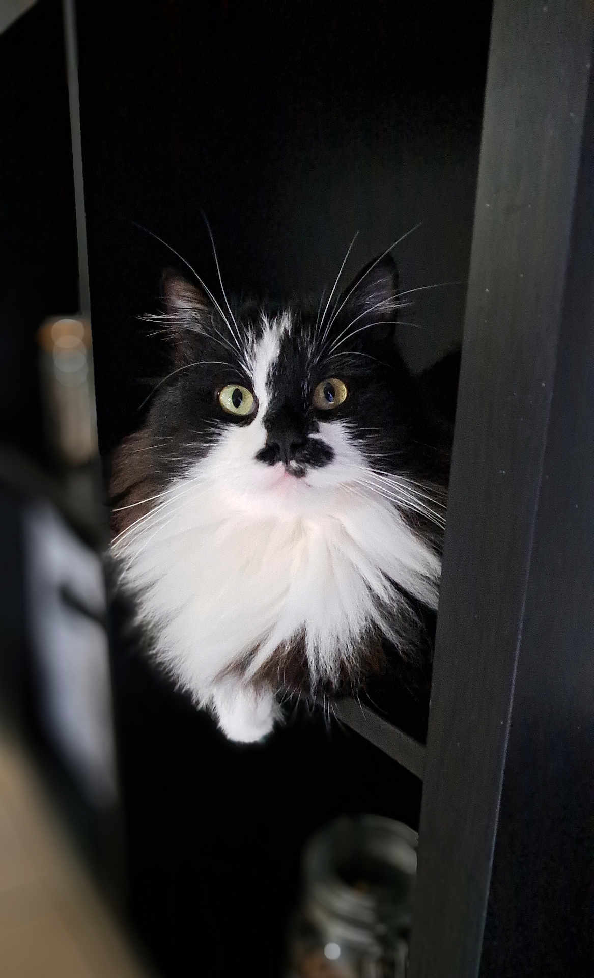 Bibou participe au concours pour gagner de l'argent avec cette photo : cat, black_and_white, fluffy, whiskers, curious, indoor, pet, shelf, close_up, feline, wide_eyes, animal, portrait, soft_fur, mystery, cute, domestic, looking, face, furniture