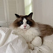 Alvin is registered to the contest to win money with this photo: cat, ragdoll, blue_eyes, fluffy, pet, indoor, bed, white_bedding, relaxed, feline, cute, animal, domestic_cat, fur, whiskers, portrait, resting, cozy, window, bedroom