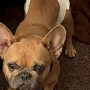 Lola joined the competition — help win amazing prizes! dog, french_bulldog, diaper, brown_dog, pet, indoor, carpet, small_dog, standing, cute, animal, ears, face, four_legs, looking_up, domestic, companion, mammal, fur, floor