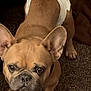 dog, french_bulldog, diaper, brown_dog, pet, indoor, carpet, small_dog, standing, cute, animal, ears, face, four_legs, looking_up, domestic, companion, mammal, fur, floor