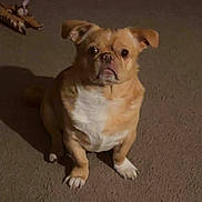Hunter is registered to the contest to win money with this photo: animal, brown, carpet, cute, dog, ears, expression, floor, fur, home, indoor, light, looking, pet, plush_toy, shadow, sitting, small_dog, toy, white