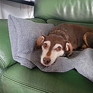 Rubis a rejoint le concours — aidez-le/la à gagner de superbes lots ! animal, blanket, brown_dog, canine, couch, cozy, cute, dog, ears, eyes, fur, gray_blanket, green_leather, home, indoor, pet, relaxing, resting, snout, white_fur