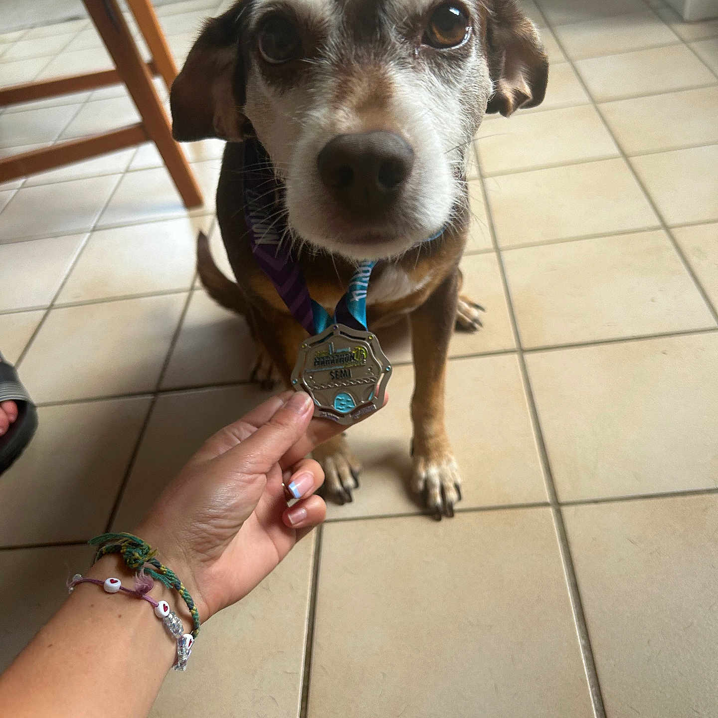 Rubis participe au concours pour gagner de l'argent avec cette photo : accessories, animal, anklet, arm, bodypart, bracelet, canine, dog, finger, hand, hound, jewelry, ornament, person, pet, puppy, ring, strap, wrist, wristwatch