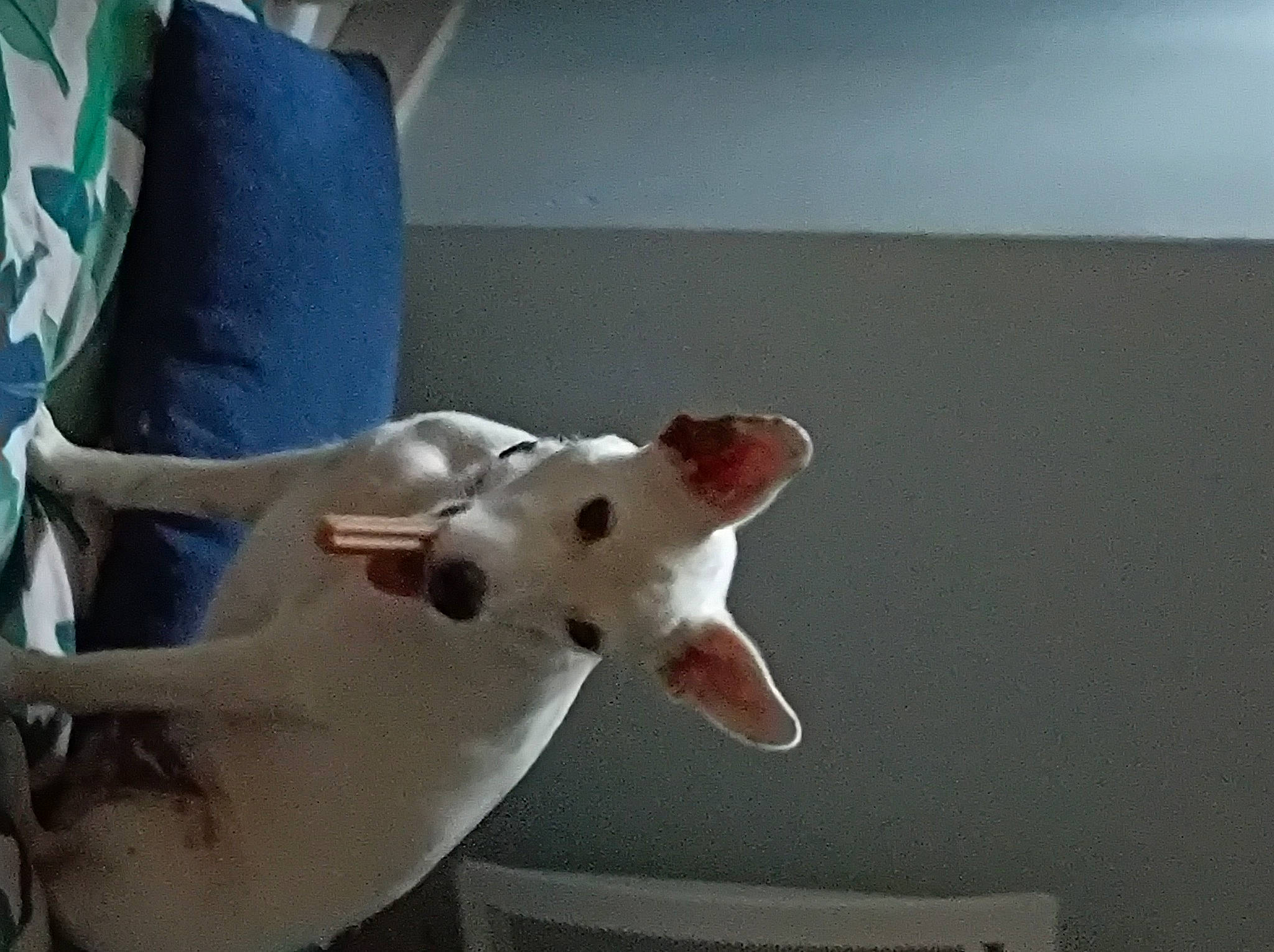 Paco