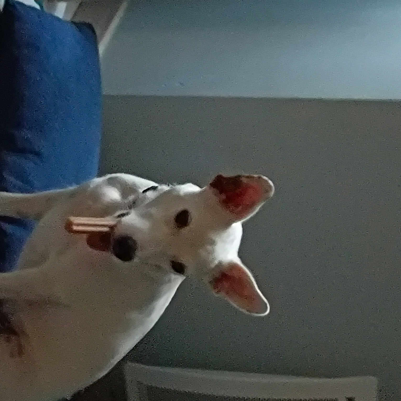 Paco