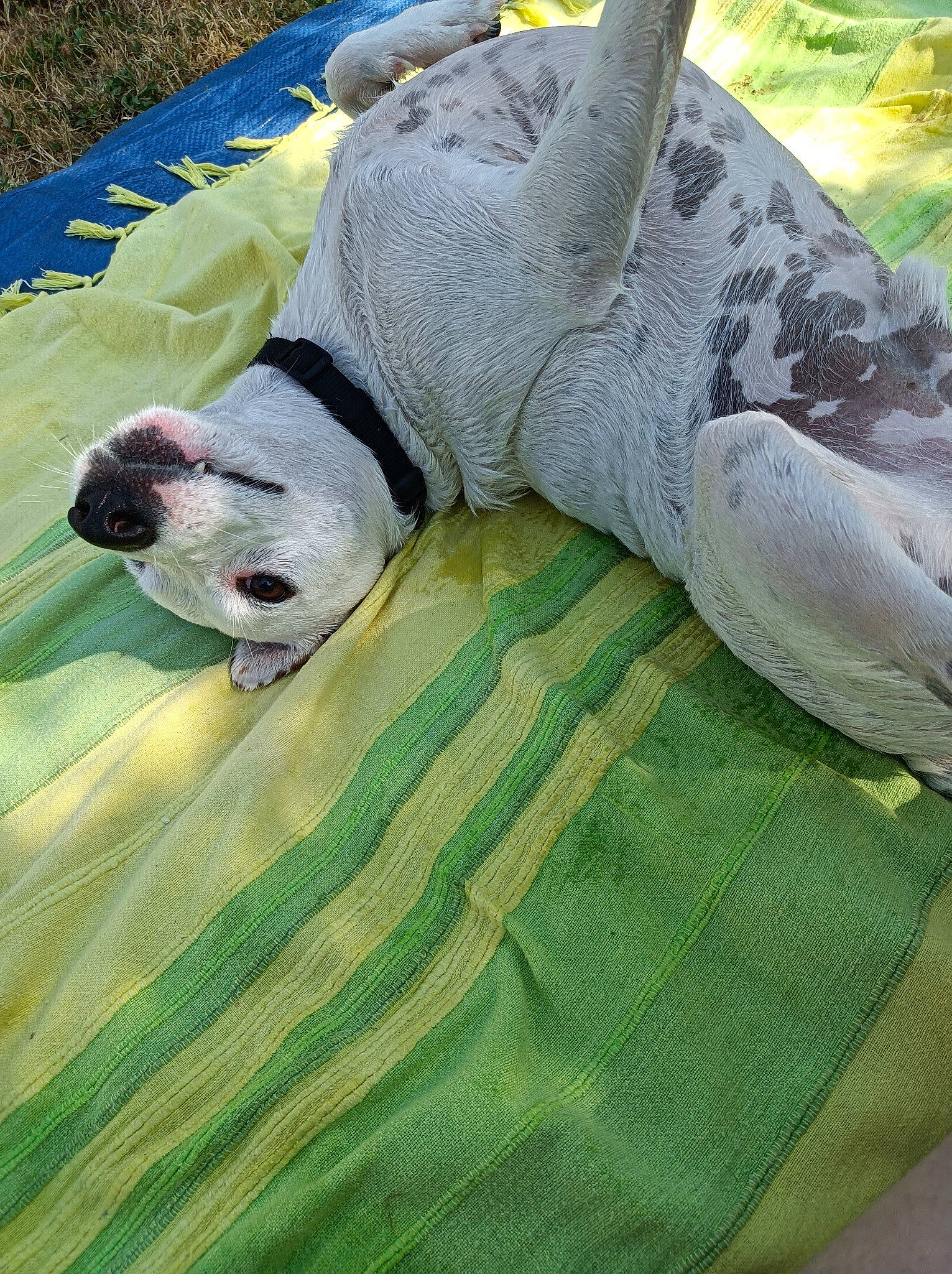 Paco