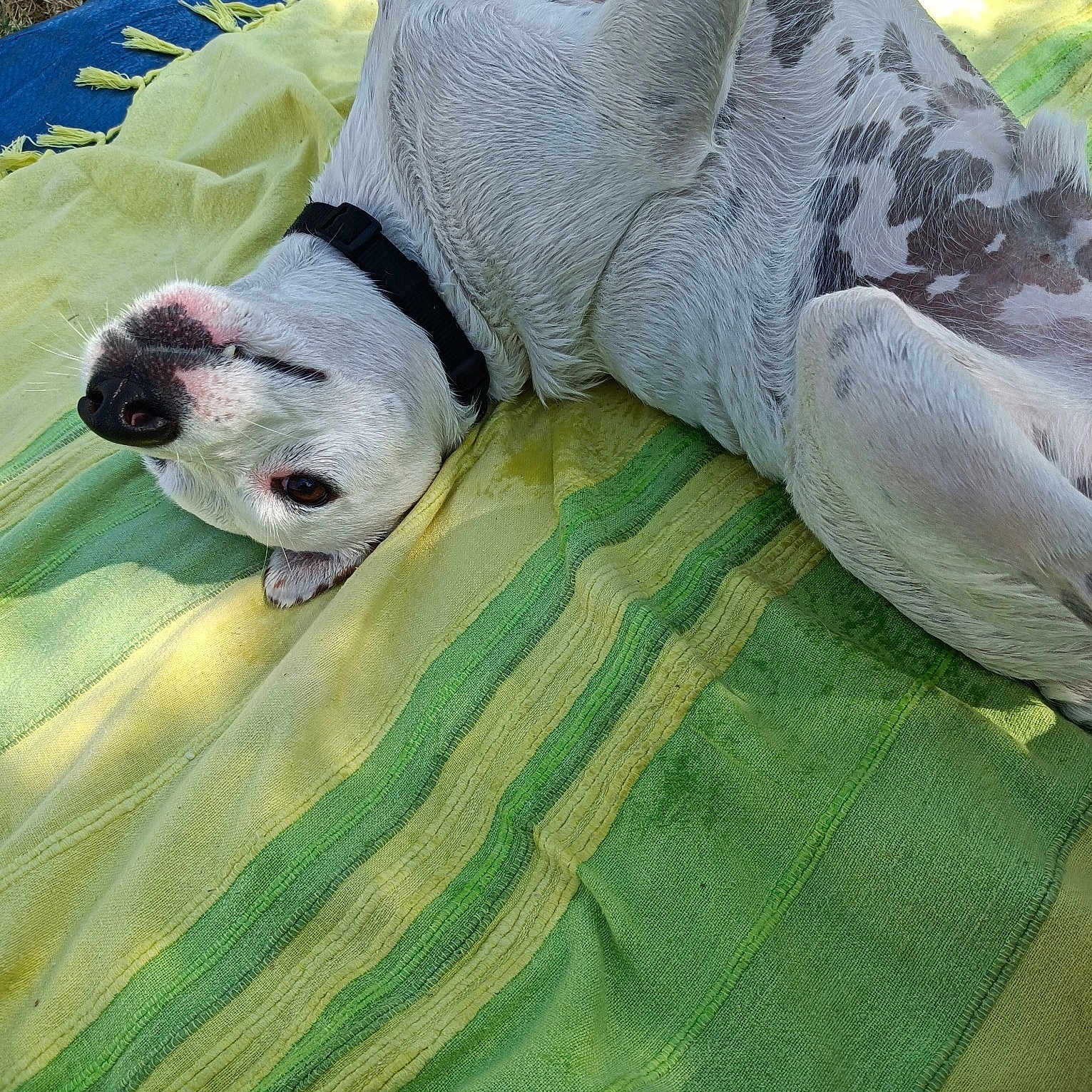 Paco