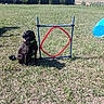 agility_equipment, animal, black_dog, blue_tunnel, canine, collar, dog, field, fun, grass, happy, hoop, nature, outdoor, pet, play, summer, sunlight, tongue_out, training