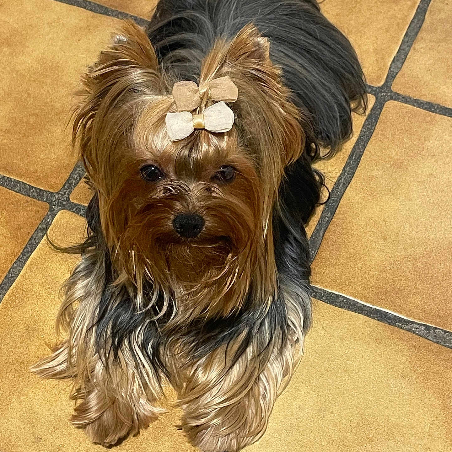 Tokyo a rejoint le concours — aidez-le/la à gagner de superbes lots ! adorable, animal, beige, black, bow, brown, companion, cute, dog, domestic, floor, fur, indoors, looking_up, lying_down, mammal, pet, small_dog, tile, yorkshire_terrier