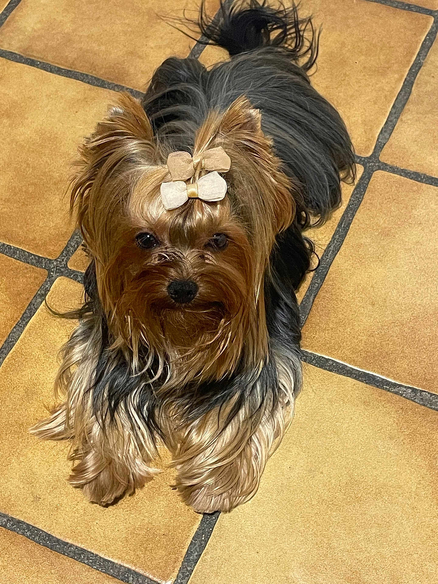 Tokyo a rejoint le concours — aidez-le/la à gagner de superbes lots ! dog, yorkshire_terrier, pet, bow, fur, small_dog, lying_down, floor, tile, indoors, cute, animal, mammal, companion, looking_up, brown, black, beige, adorable, domestic