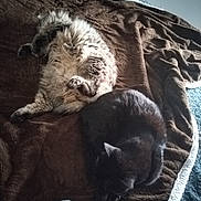 Darwin participe au concours pour gagner de l'argent avec cette photo : cat, cats, fluffy, black_cat, tabby_cat, bed, blanket, cozy, resting, sleeping, fur, indoor, pet, animal, domestic, cute, relaxing, two_cats, feline, comfort