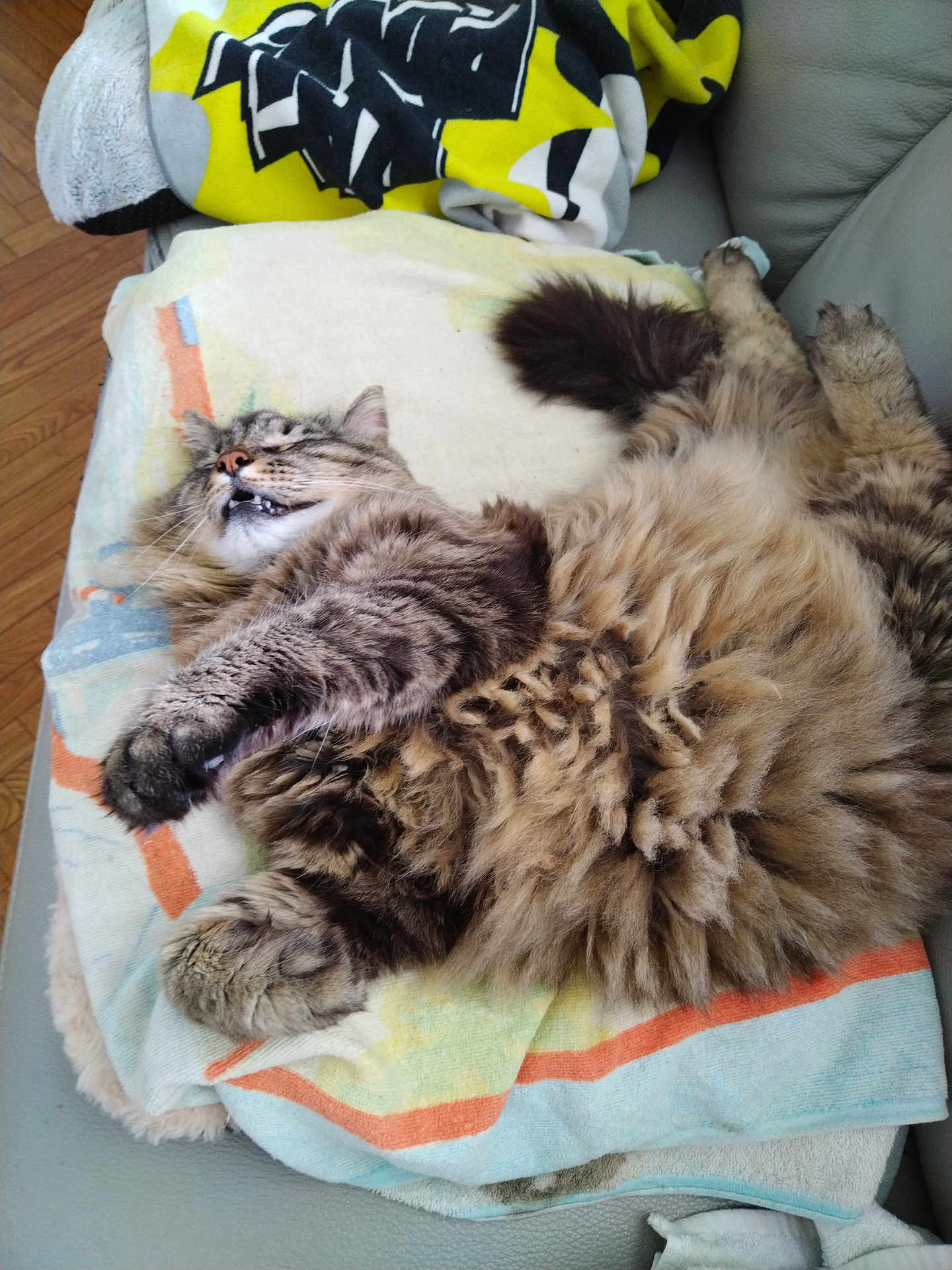 Darwin participe au concours pour gagner de l'argent avec cette photo : cat, tabby, fluffy, relaxing, sleeping, paw, towel, couch, feline, pet, indoor, fur, whiskers, cozy, resting, cute, animal, soft, lazy, home