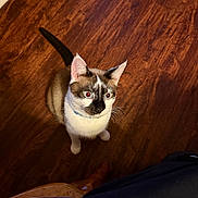 Ottis is registered to the contest to win money with this photo: cat, animal, pet, indoor, wooden_floor, blue_eyes, fur, whiskers, ears, tail, curious, looking_up, sitting, domestic_cat, feline, collar, brown, white, black, closeup