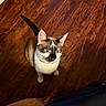 cat, animal, pet, indoor, wooden_floor, blue_eyes, fur, whiskers, ears, tail, curious, looking_up, sitting, domestic_cat, feline, collar, brown, white, black, closeup