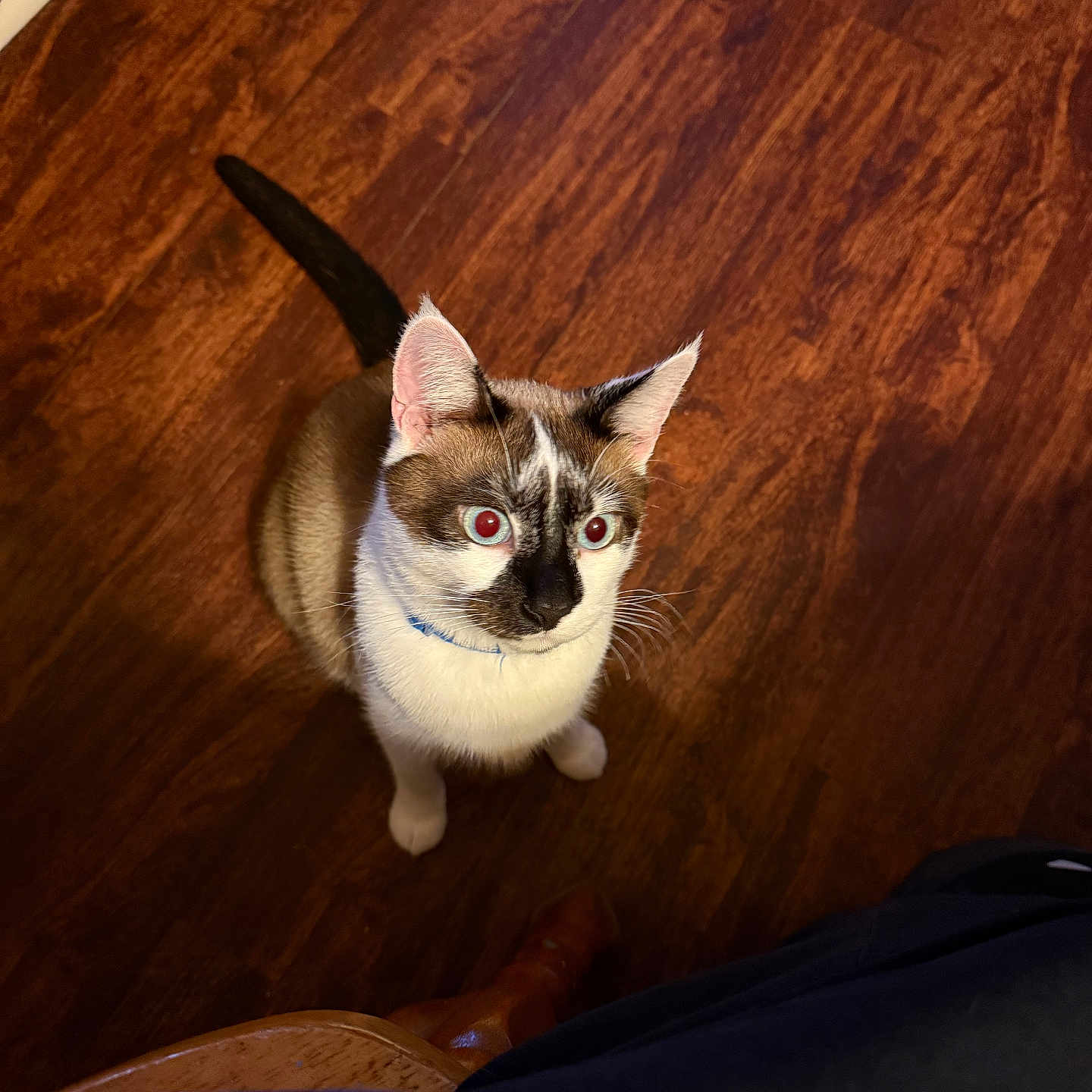 Ottis
