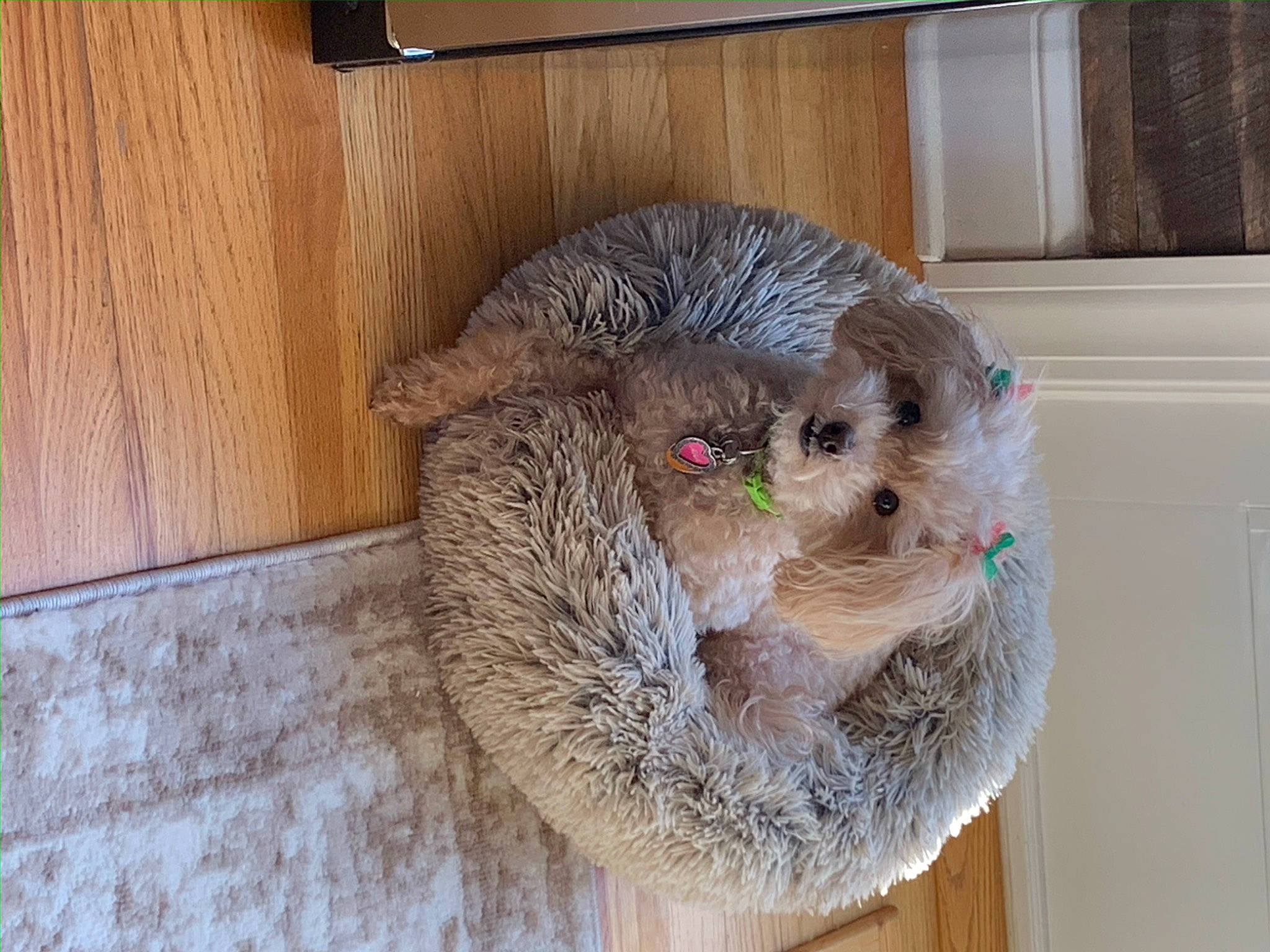 Layla is registered to the contest to win money with this photo: canidae, carnivore, companion_dog, dog_breed, domesticated_hedgehog, erinaceidae, fawn, fur, hedgehog, mustelidae, pet_supply, rodent, snout, sporting_group, tableware, terrestrial_animal, toy, toy_dog, whiskers, wood