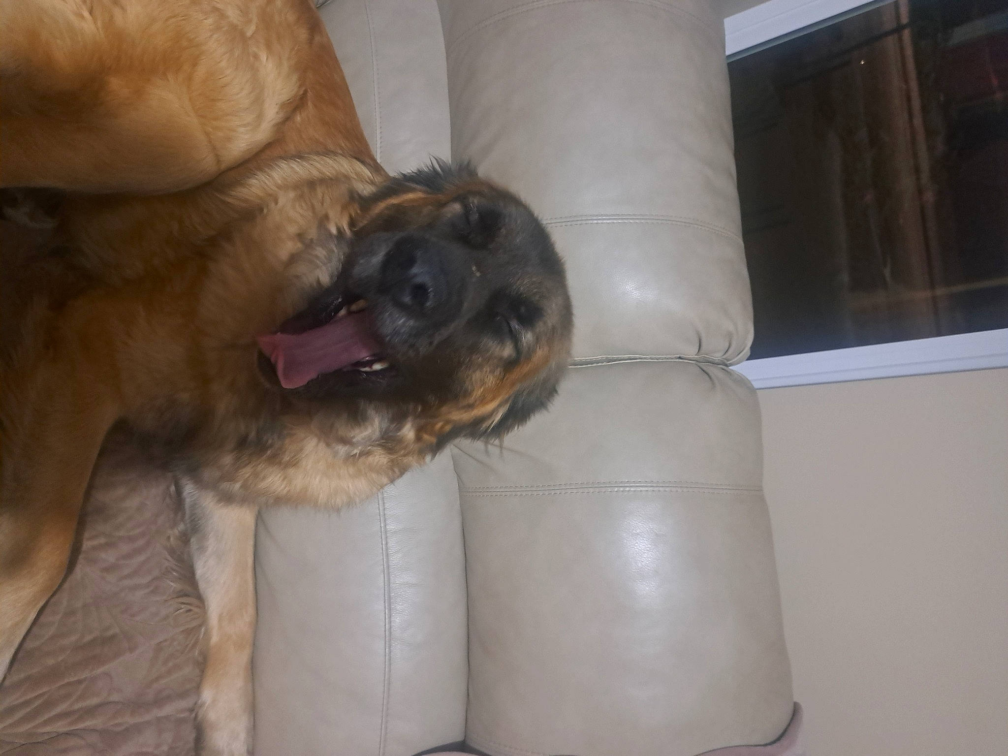 Freddim is registered to the contest to win money with this photo: canidae, carnivore, comfort, companion_dog, dog, dog_breed, fawn, foot, fur, guard_dog, human_leg, liver, paw, snout, sporting_group, whiskers, working_animal, working_dog