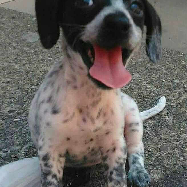 Zoey is registered to the contest to win money with this photo: animal, black_and_white, closeup, concrete, cute, dog, ears, fur, happy, outdoor, pet, playful, portrait, puppy, sitting, small, spotted, tail, tongue_out, young