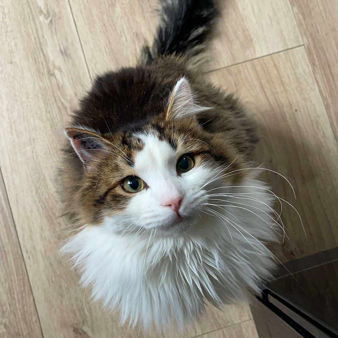 Kit participe au concours pour gagner de l'argent avec cette photo : adorable, animal, cat, closeup, curious, cute, domestic_cat, eyes, face, fluffy, fur, indoor, looking_up, pet, portrait, tabby, tail, whiskers, white_fur, wooden_floor