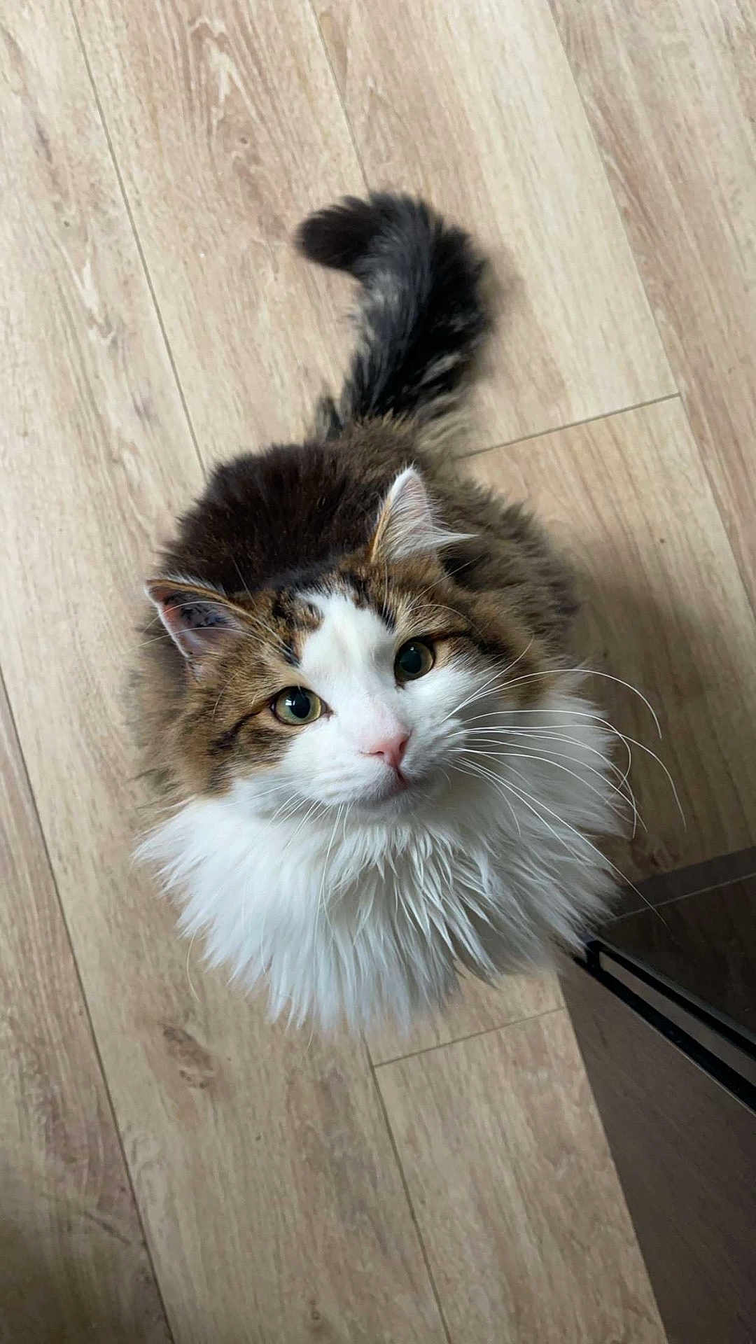 Kit participe au concours pour gagner de l'argent avec cette photo : cat, fluffy, fur, pet, animal, looking_up, curious, indoor, wooden_floor, closeup, portrait, whiskers, tabby, white_fur, cute, domestic_cat, eyes, tail, face, adorable