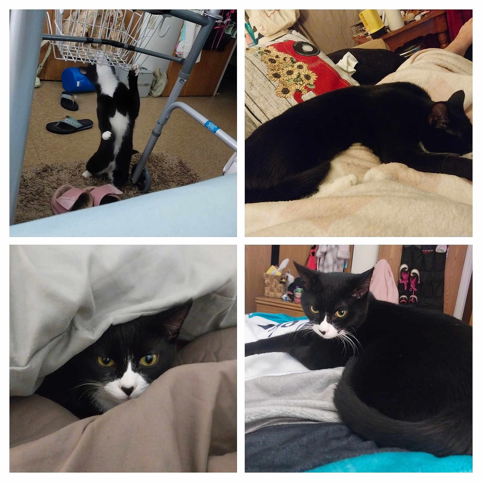 Liliyrose is registered to the contest to win money with this photo: animal, bed, blanket, carpet, cat, cozy, cute, ears, eyes, fur, furniture, indoor, peeking, pet, resting, sleeping, slippers, tuxedo_cat, walker, whiskers