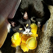 Lillyrose joined the competition — help win amazing prizes! cat, tuxedo_cat, pet, feline, stuffed_animal, plush_toy, yellow, carpet, indoors, sunlight, shadow, whiskers, paw, closeup, portrait, looking_up, cozy, playful, toy, domestic