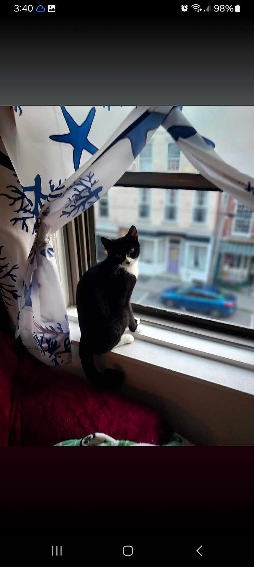Lillyrose joined the competition — help win amazing prizes! cat, tuxedo_cat, window, windowsill, curtain, starfish_pattern, building, car, blurred_background, indoor, pet, feline, cozy, blanket, pillow, smartphone_screenshot, status_bar, bokeh, street, curtain_tie