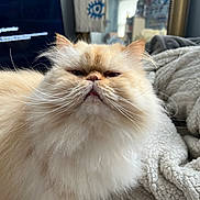 Stewie joined the competition — help win amazing prizes! cat, fluffy, cream_color, pet, indoor, bed, blanket, fur, whiskers, face, feline, cozy, home, mirror, television, soft, expression, animal, cute, domestic