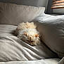 Stewie joined the competition — help win amazing prizes! cat, fluffy, cream_color, couch, beige, indoor, pet, relaxed, cozy, window, blinds, furniture, animal, fur, whiskers, resting, soft_light, home, cute, lazy