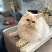 Stewie is registered to the contest to win money with this photo: cat, fluffy, cream_color, pet, indoor, furniture, chair, armrest, living_room, curious, cute, domestic_animal, eyes, whiskers, soft_light, cozy, portrait, relaxing, fur, animal