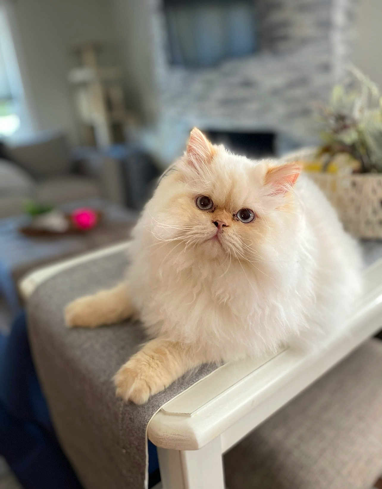 Stewie is registered to the contest to win money with this photo: cat, fluffy, cream_color, pet, indoor, furniture, chair, armrest, living_room, curious, cute, domestic_animal, eyes, whiskers, soft_light, cozy, portrait, relaxing, fur, animal