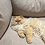 Stewie joined the competition — help win amazing prizes! cat, fluffy, cream_colored, couch, indoor, pet, relaxed, feline, fur, cozy, living_room, home, animal, resting, cute, whiskers, paws, window_blind, neutral_colors, soft_texture