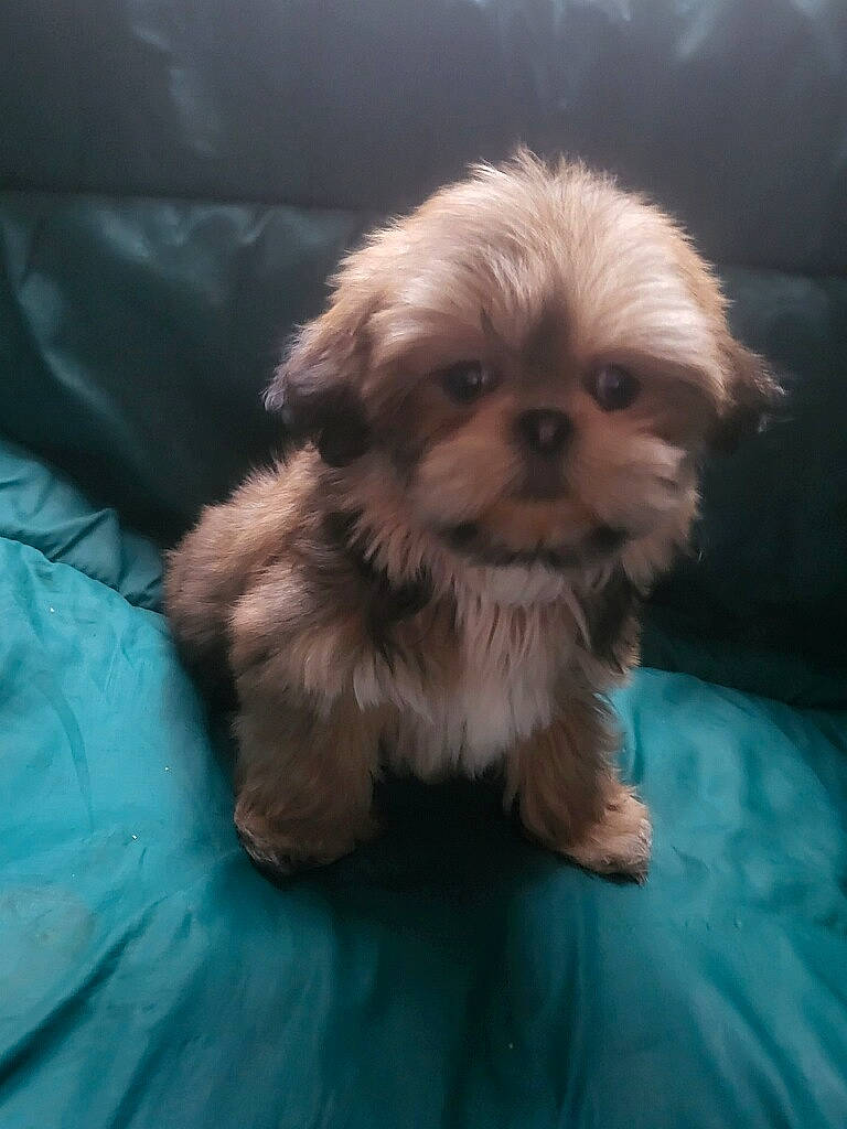 Pookie joined the competition — help win amazing prizes! canidae, carnivore, comfort, companion_dog, dog, dog_breed, dog_supply, fawn, fur, liver, maltepoo, non_sporting_group, puppy, small_terrier, snout, sporting_group, terrier, toy_dog, whiskers, working_animal