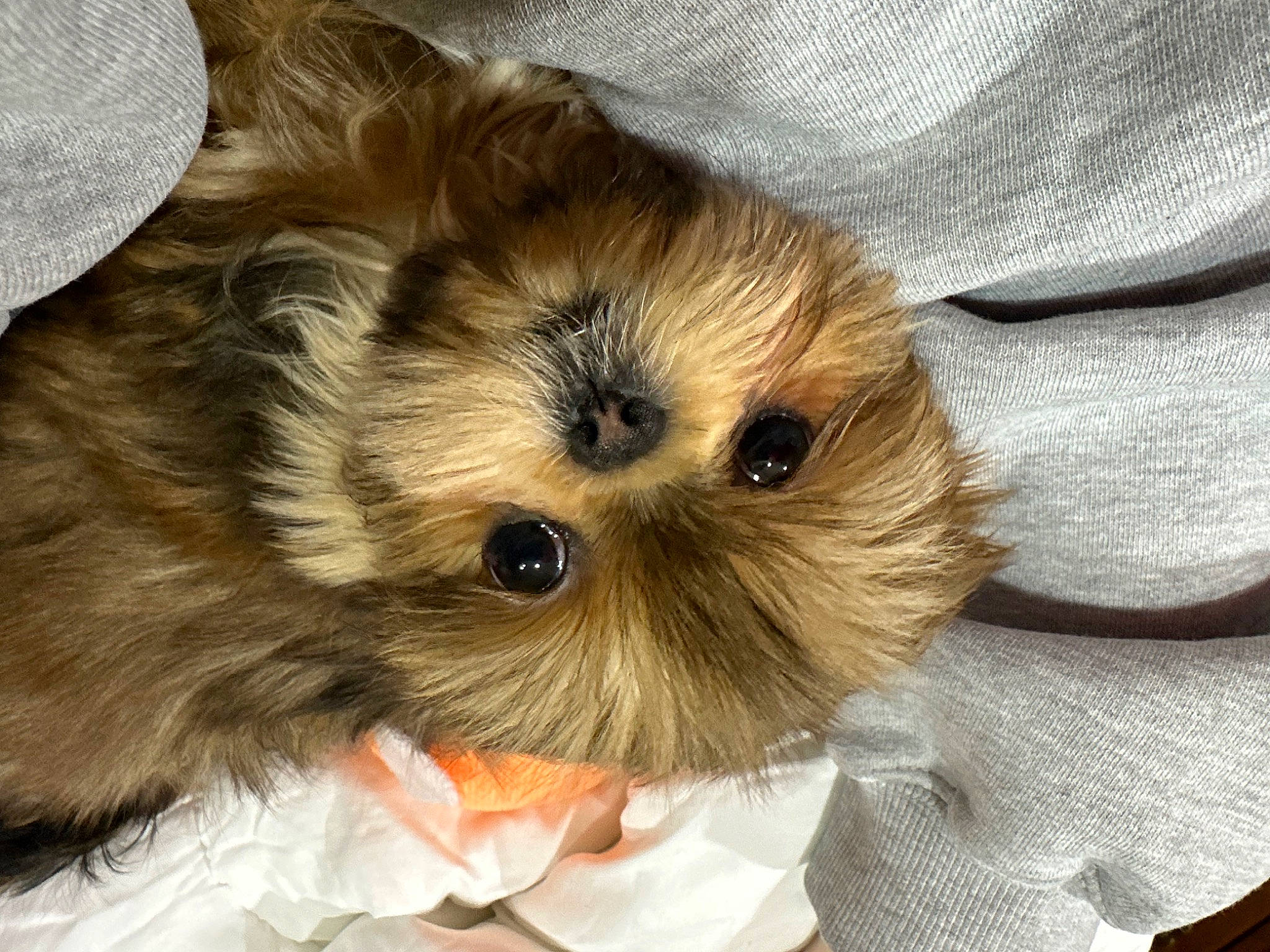 Pookie is registered to the contest to win money with this photo: canidae, carnivore, comfort, companion_dog, dog_breed, event, fawn, felidae, fur, plush, small_to_medium_sized_cats, snout, stuffed_toy, terrestrial_animal, toy, toy_dog, whiskers, working_animal