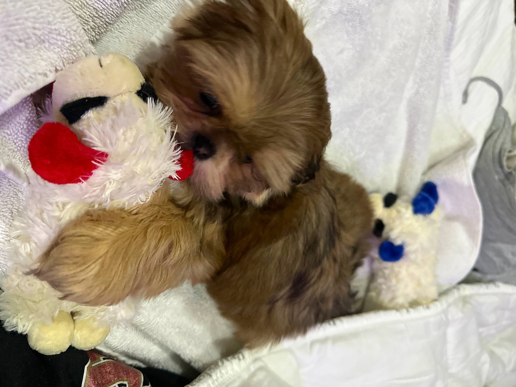 Pookie is registered to the contest to win money with this photo: canidae, carnivore, comfort, companion_dog, dog, dog_bed, dog_breed, dog_supply, fawn, felidae, fur, liver, paw, small_to_medium_sized_cats, snout, sporting_group, tail, toy_dog, whiskers, working_animal