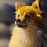 dog, fluffy, golden, pet, portrait, animal, fur, cute, indoor, looking_away, close_up, mammal, companion, ears, snout, whiskers, adorable, calm, soft_light, domestic