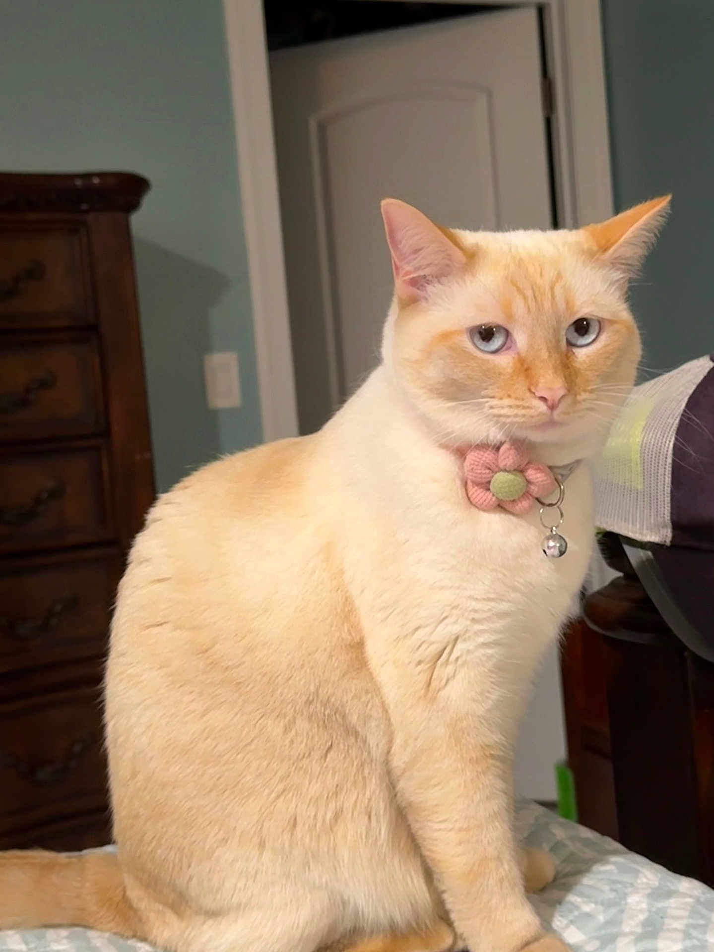 Chanel is registered to the contest to win money with this photo: cat, cream_colored, blue_eyes, flower_collar, bell, indoor, bed, furniture, dresser, door, pet, animal, portrait, fur, cute, domestic_cat, sitting, whiskers, ears, soft_lighting