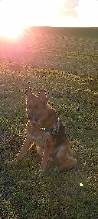 Ghost a rejoint le concours — aidez-le/la à gagner de superbes lots ! canidae, carnivore, companion_dog, dog, dog_breed, dog_hiking, fawn, grass, grassland, landscape, people_in_nature, plant, prairie, shadow, snout, sporting_group, tail, tree, wildlife, working_animal