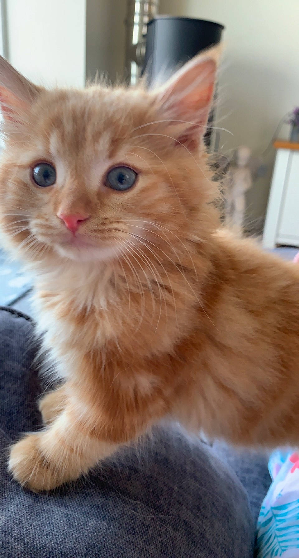 Teddy is registered to the contest to win money with this photo: carnivore, cat, claw, domestic_short_haired_cat, fawn, felidae, fur, iris, paw, small_to_medium_sized_cats, snout, tail, whiskers, window