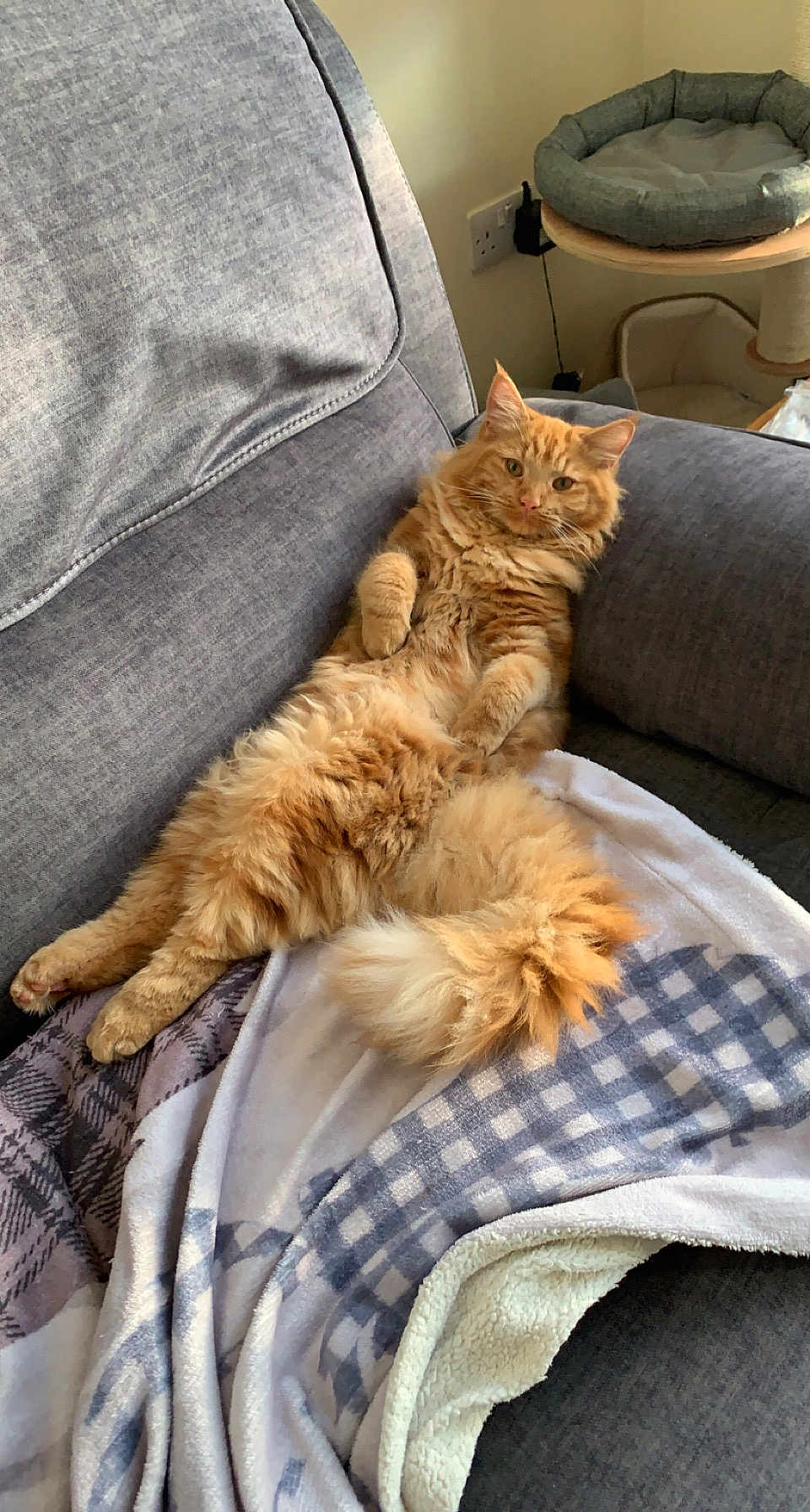 Teddy