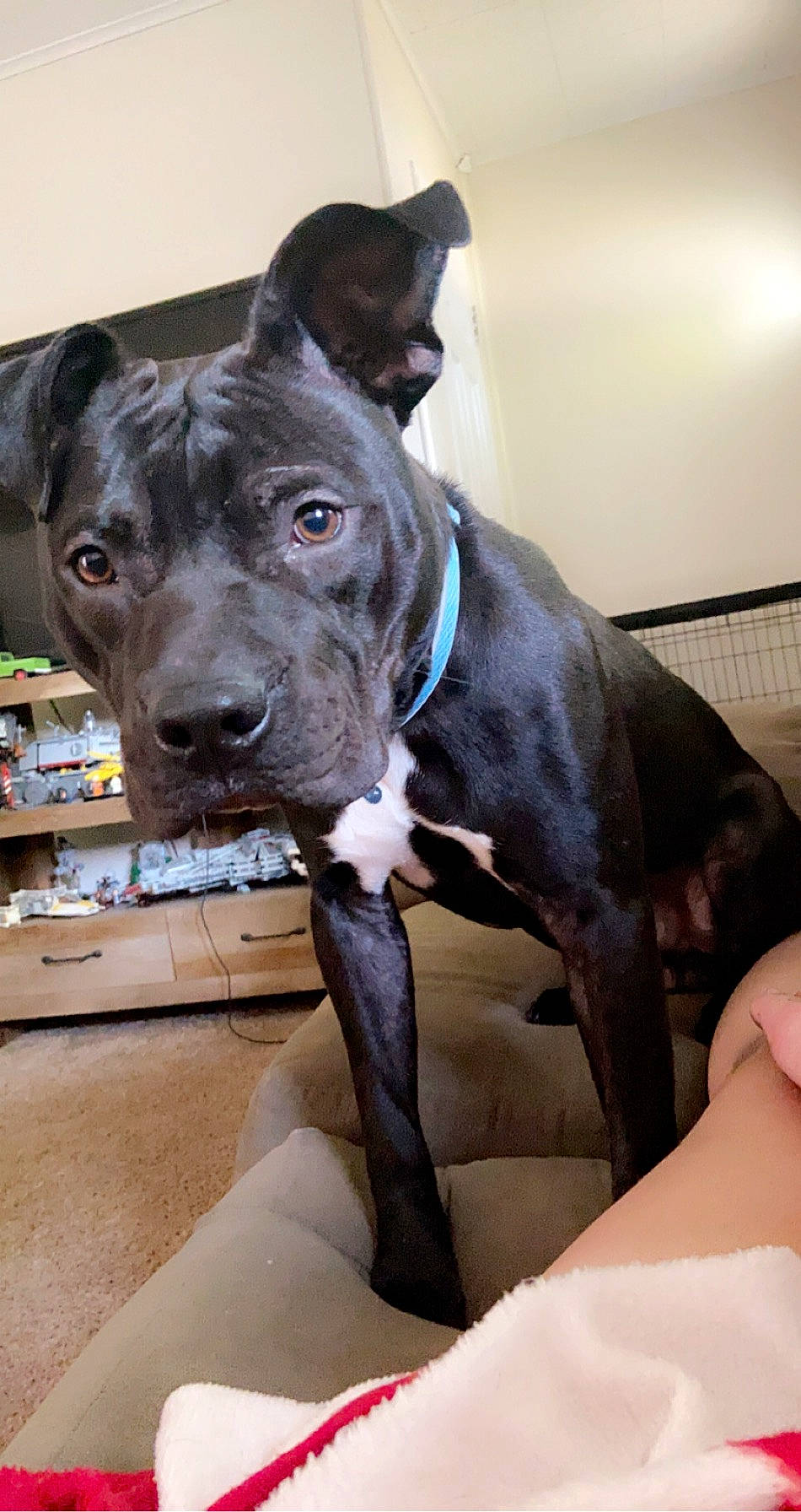 Nino joined the competition — help win amazing prizes! canidae, carnivore, collar, comfort, companion_dog, dog, dog_breed, dog_collar, ear, fawn, guard_dog, hunting_dog, liver, non_sporting_group, snout, sporting_group, terrestrial_animal, whiskers, working_animal, working_dog