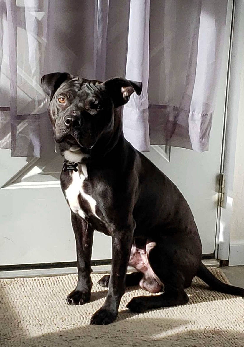 Nino is registered to the contest to win money with this photo: boston_terrier, canidae, carnivore, collar, companion_dog, dog, dog_breed, dog_collar, fashion_accessory, fawn, grey, guard_dog, molosser, snout, sporting_group, tail, terrestrial_animal, toy_dog, whiskers, working_animal