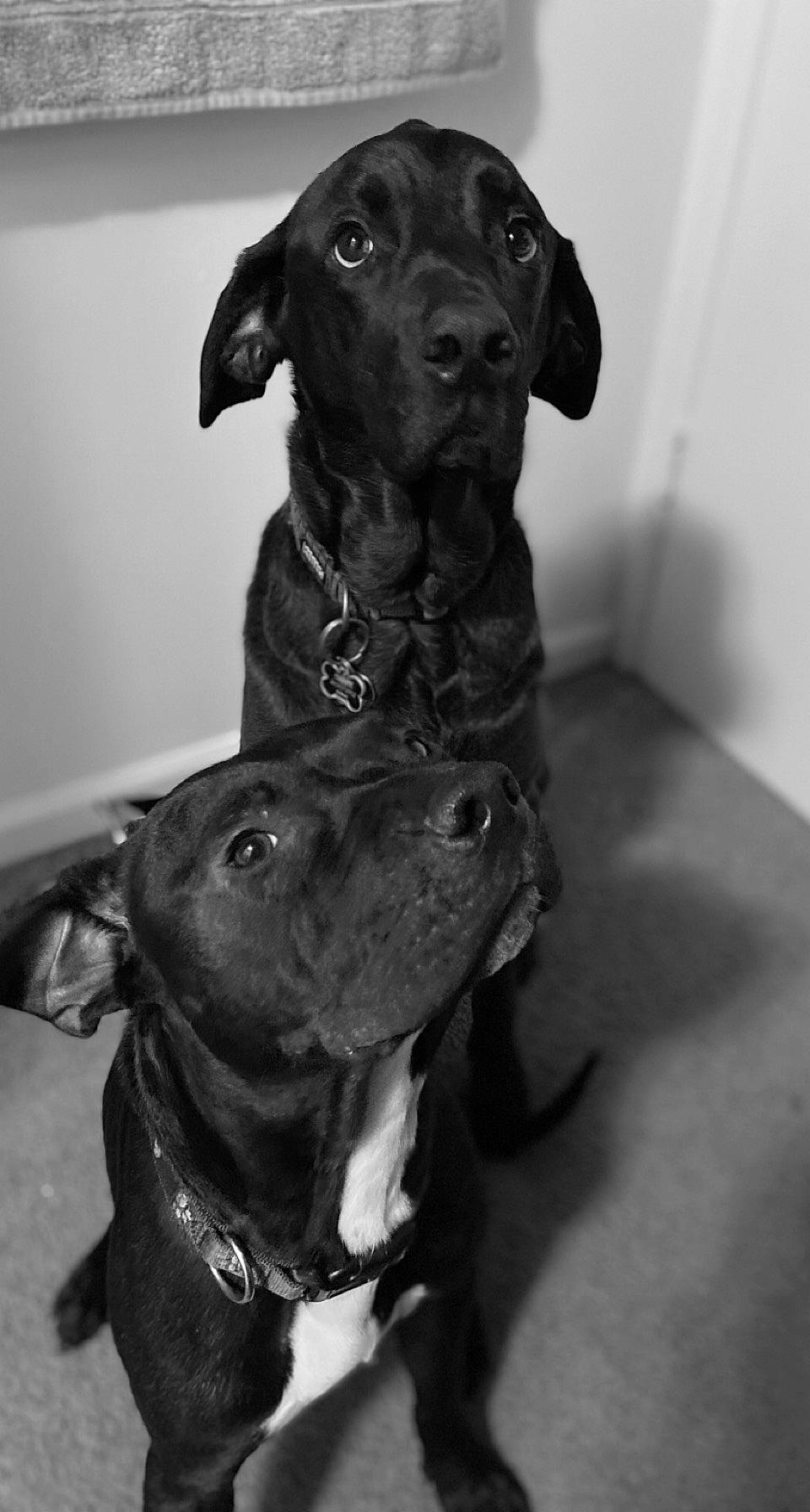 Nino is registered to the contest to win money with this photo: black, carnivore, collar, companion_dog, dog, dog_breed, dog_collar, ear, eye, fawn, head, jaw, monochrome_photography, pet_supply, snout, sporting_group, style, whiskers, white, working_animal