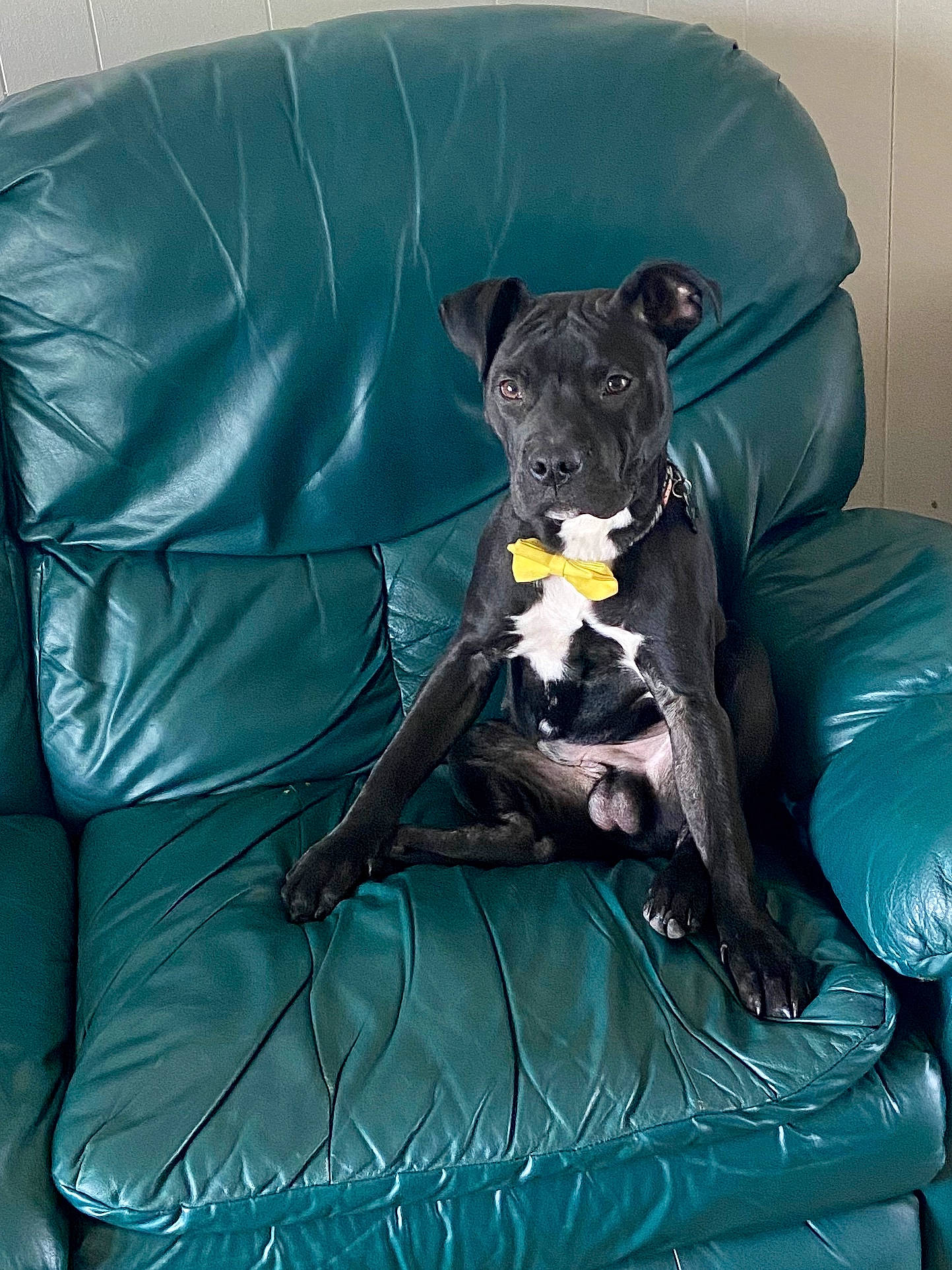 Nino joined the competition — help win amazing prizes! canidae, carnivore, comfort, companion_dog, couch, dog, dog_breed, dog_supply, electric_blue, fawn, furniture, grey, recreation, rectangle, snout, sporting_group, terrestrial_animal, toy, whiskers, working_animal