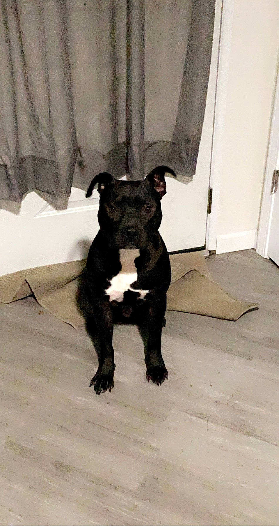 Nino is registered to the contest to win money with this photo: canidae, carnivore, companion_dog, dog, dog_breed, door, fawn, flooring, fur, guard_dog, hardwood, non_sporting_group, snout, sporting_group, tail, terrestrial_animal, toy_dog, whiskers, wood, working_animal