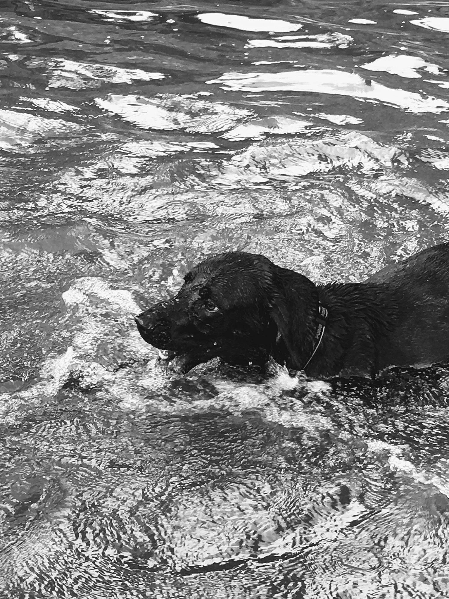 Dante joined the competition — help win amazing prizes! art, black_and_white, borador, canidae, carnivore, dog, dog_breed, guard_dog, gun_dog, labrador_retriever, liquid, monochrome, monochrome_photography, retriever, shadow, sporting_group, style, water, wind_wave, working_animal
